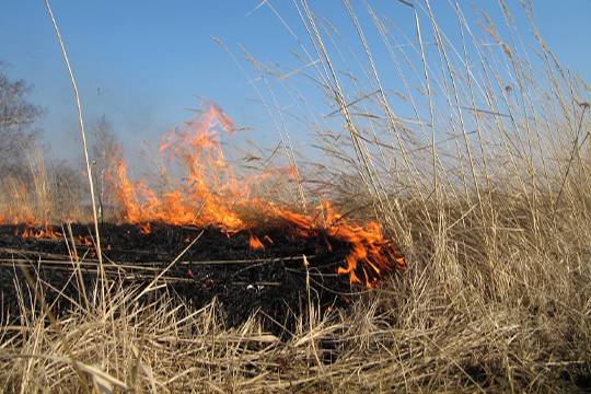 Угроза экологии  в Подмосковье начался сезон выжигания сухой травы