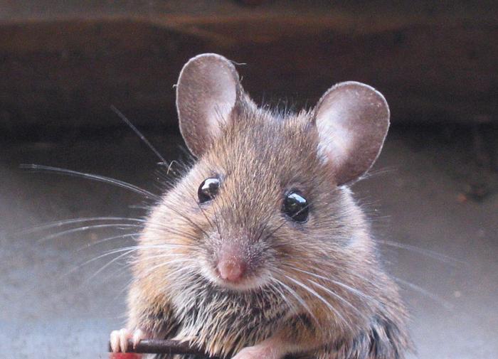 Cell: учёные создали химерную мышь с клетками мозга от крысы