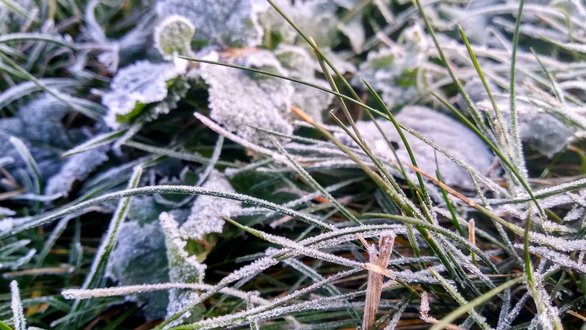 Коварный перепад температур и заморозки озадачили волгоградских дачников