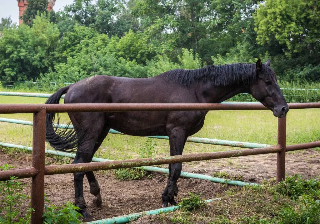 Тульские заводчики пытаются спасти оказавшихся на грани исчезновения уникальных лошадей